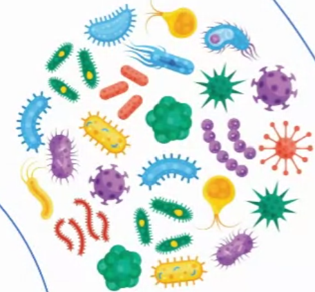 [200-BQ013-EACN] 5' Nucleotidase Control Set (2 x 1ml via